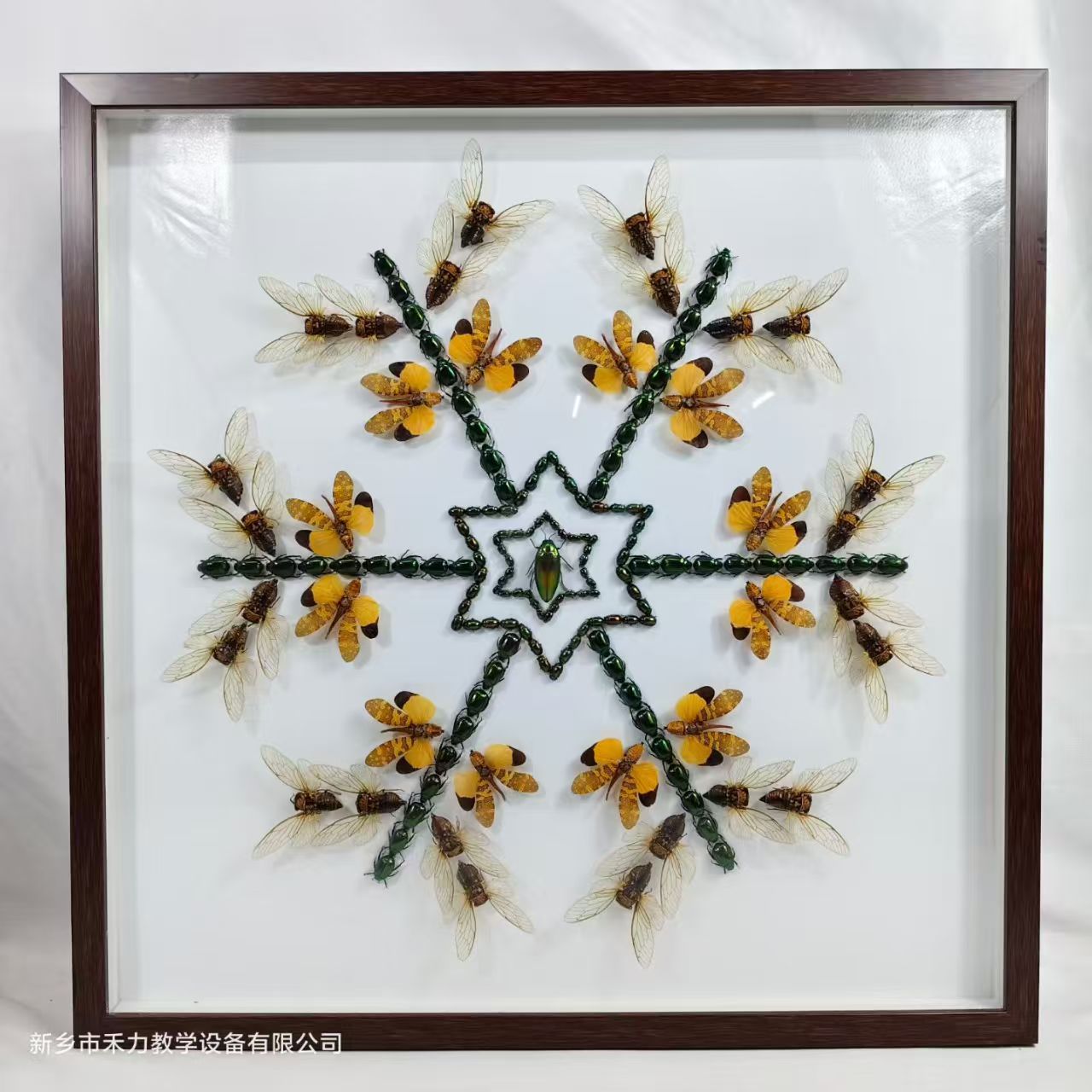 蝴蝶自然藝術(shù)裝飾畫  標(biāo)本展覽