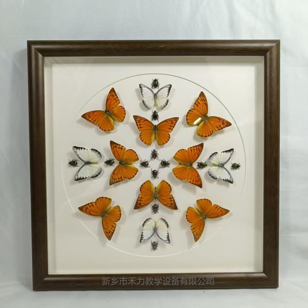 蝴蝶自然藝術(shù)裝飾畫    標(biāo)本展覽