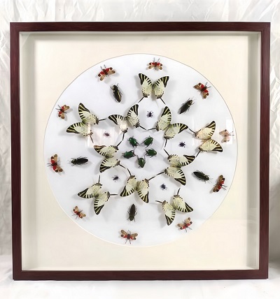 蝴蝶自然藝術(shù)裝飾畫 標(biāo)本展覽