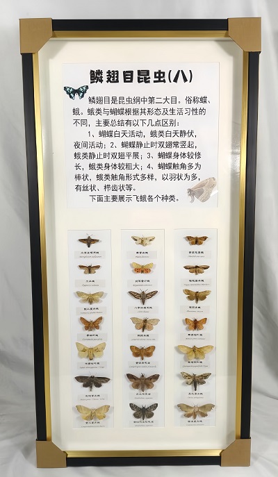 夜行者   鱗翅目昆蟲標(biāo)本展